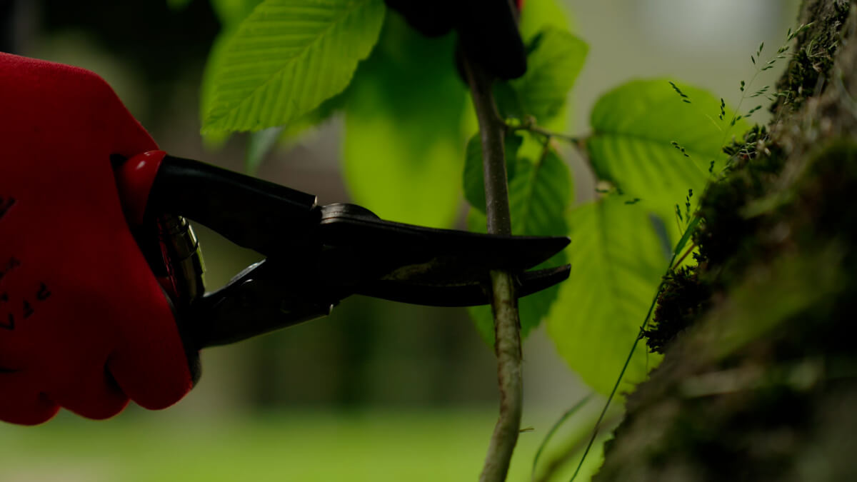 Gartenunterhalt Zweig